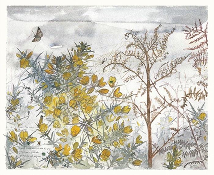 'Gorse, Bracken and Spiders' by Rachel Porter (T116) NEW