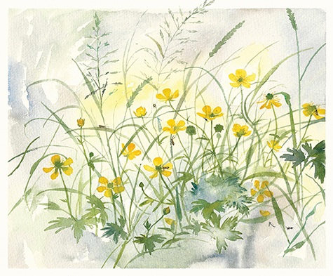 'June Buttercups and Micro Moths' by Rachel Porter (T110) NEW