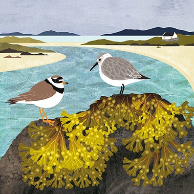 'Ringed Plover and Dunlin with Bladderwrack' by Rachel Hudson (T101) NEW