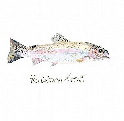 'Rainbow Trout' by Angie Horder (L021)