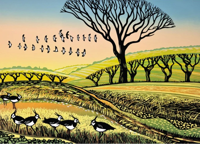 'Lapwings Arriving' by Rob Barnes (R378) NEW