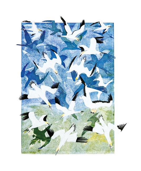 'A Barrage of Gannets' by Ruth Oinn (A814)