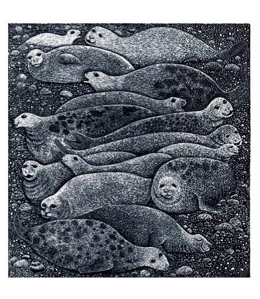 'Seals' by Hilary Paynter (B587) 
