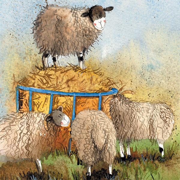 'Sheep & Hay' by Alex Clark (E168) 