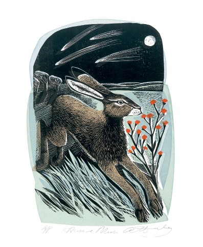 'Shooting Stars' by Angela Harding (A088) (AH1492)