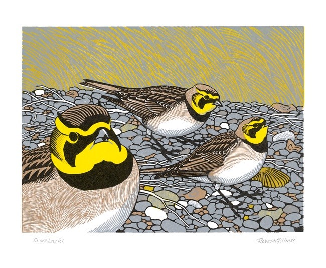 'Shorelarks' by Robert Gillmor (A722) *