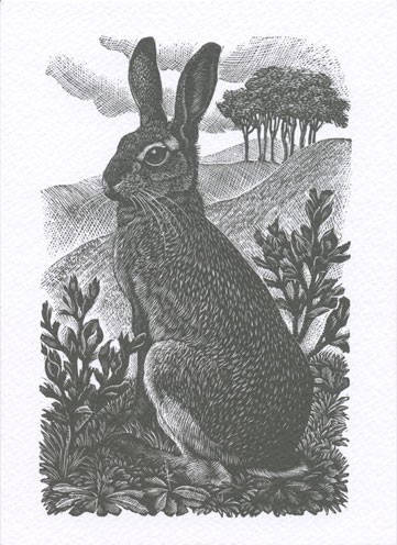 'Sitting Hare, 1949' by Charles Tunnicliffe (B264) 