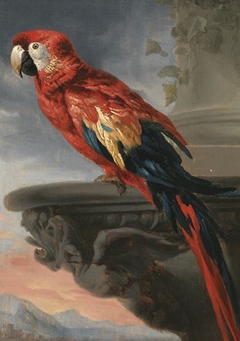 'Parrot' c1630-1640 by Peter Paul Rubens (1588 - 1640) (C609) The Courtauld Collection