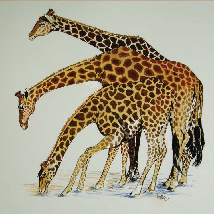 'Three Giraffes' by Heather Pretorius (Q096)