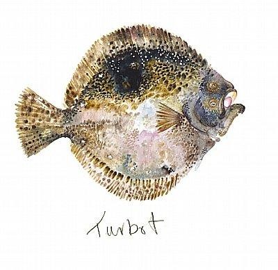 'Turbot' by Angie Horder (L023d) Was 3.15, now 1.75