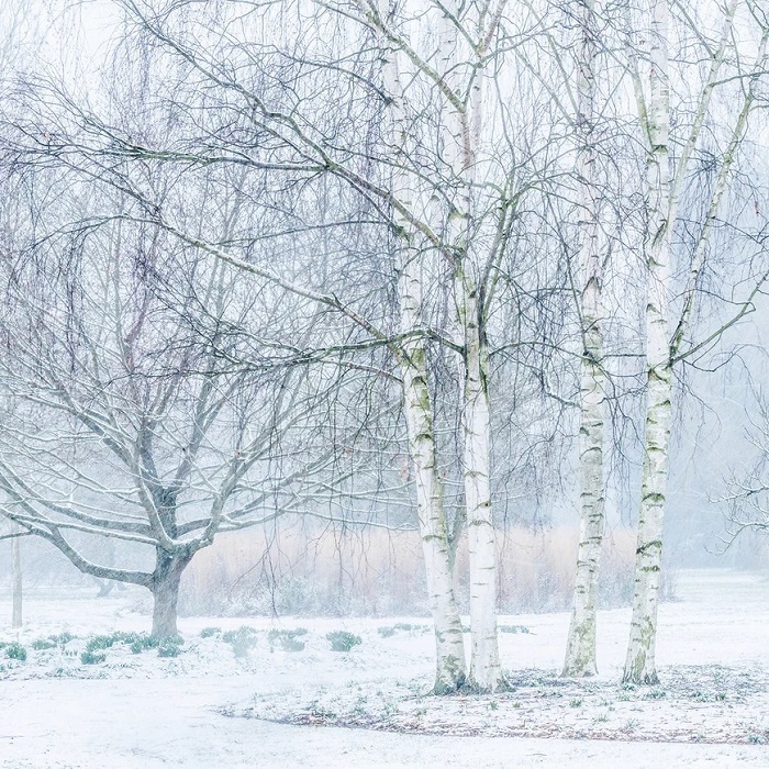 Howard Rice 'Silver Birch Trees in Winter' UCAM (CX) g2 (10 card wallet) NEW Coming Soon