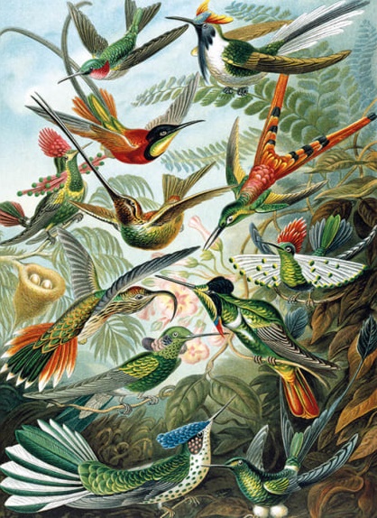 Trochilidae by Ernst Haeckel (1834 - 1919) (V149) 