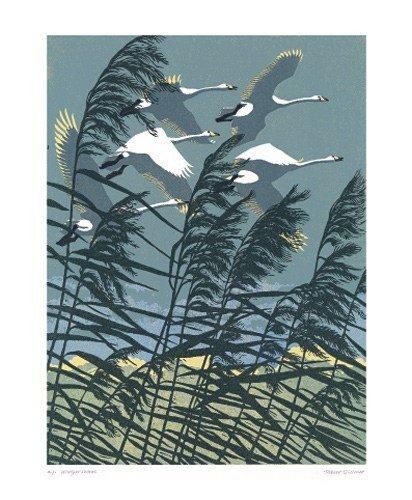 'Whooper Swans' by Robert Gillmor (A433) *