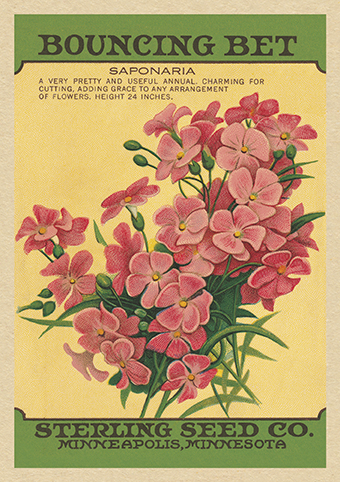 'Bouncing Bet' from the vintage Seed Packet 'Myrtles's Garden' collection  (C514) d