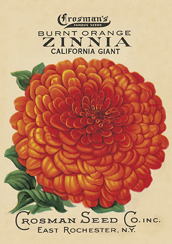 'Burnt Orange Zinnia' from the vintage Seed Packet 'Myrtles's Garden' collection  (C518)