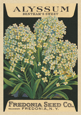 'Bentham's Sweet Alyssum' from the vintage Seed Packet 'Myrtles's Garden' collection  (C516)