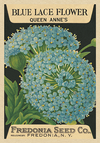 'Queen Anne's Blue Lace Flower' from the vintage Seed Packet 'Myrtles's Garden' collection  (C517) *