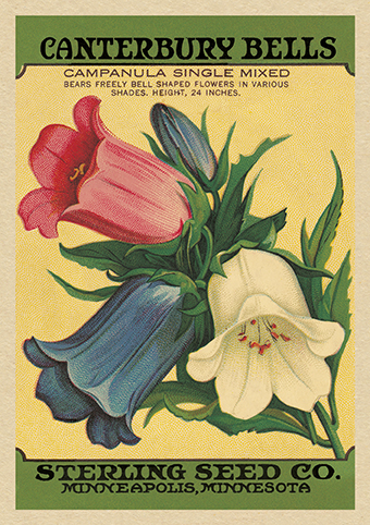 'Canterbury Bells' from the vintage Seed Packet 'Myrtles's Garden' collection  (C520) d