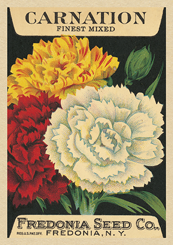 'Carnation' from the vintage Seed Packet 'Myrtles's Garden' collection  (C519) d