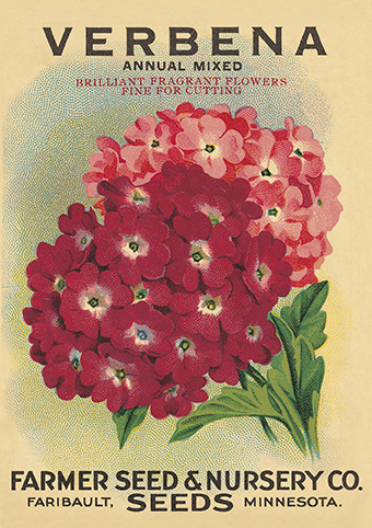 'Verbena' from the vintage Seed Packet 'Myrtles's Garden' collection  (C515) d