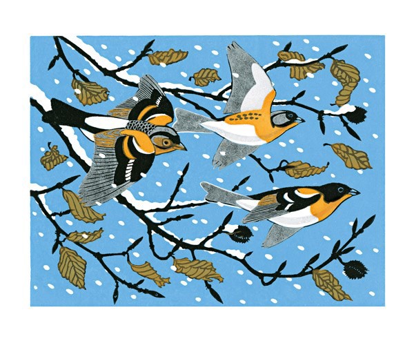 'Beech and Bramblings' by Robert Gillmor (A622w)