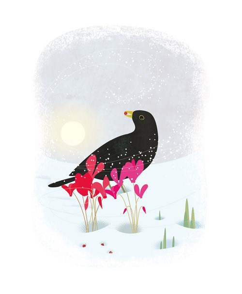 'Blackbird and Cyclamen' by Sally Elford (A623w) 