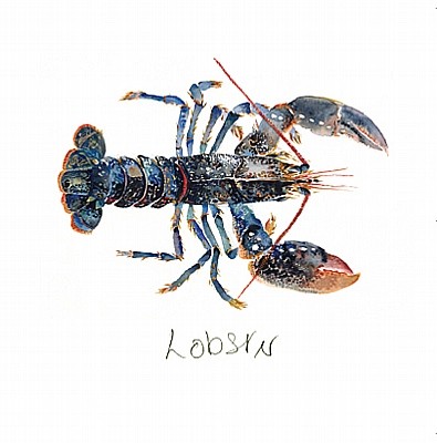 'Blue Lobster' by Angie Horder (L027d) Was 3.15, now 1.75