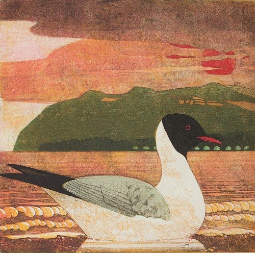 'Black-headed-Gull' by Frans Wesselman (J001)