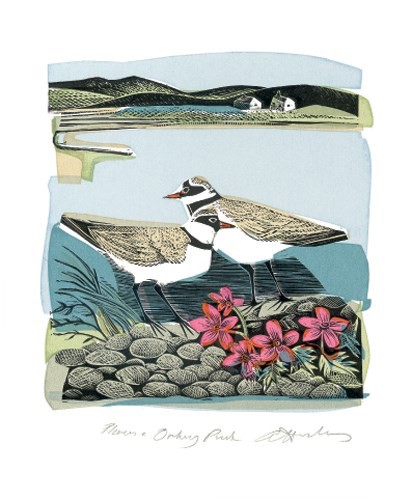 'Plovers and Orkney Pinks' by Angela Harding (A546) *