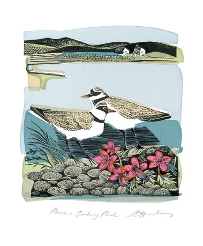 'Plovers and Orkney Pinks' by Angela Harding (A546) (AH1657)