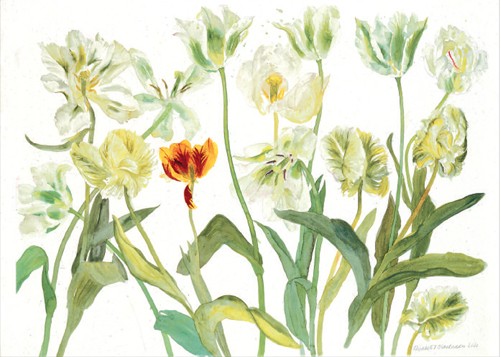 'White Tulips' by Elizabeth Blackadder (B290)