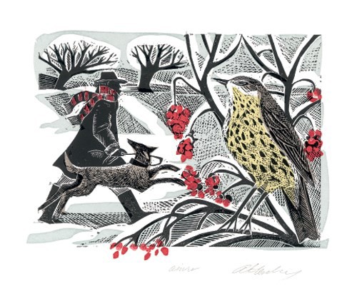 'Winter Thrush' by Angela Harding (A511w)