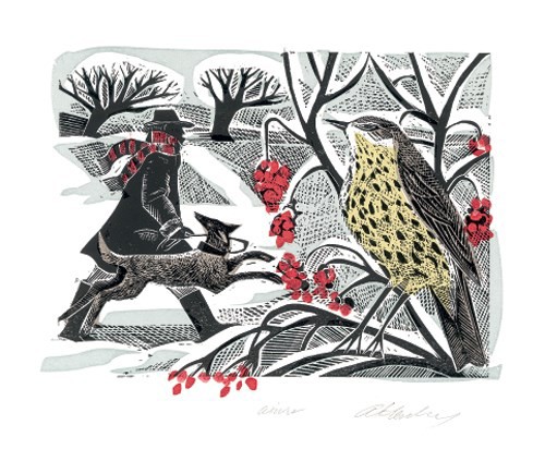 'Winter Thrush' by Angela Harding (A511w) (AH1631x)